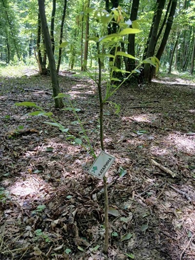 posumljavanje27.05.25 majevica 22